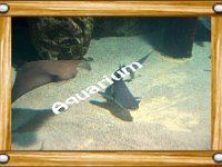Aquarium  Marineland - Parc d'attractions aquatiques - Antibes - Août 2014