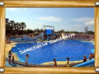 Spectacle dauphins Marineland - Parc d'attractions aquatiques - Antibes - Août 2014
