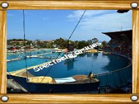 Spectacle orques  Marineland - Parc d'attractions aquatiques - Antibes - Août 2014