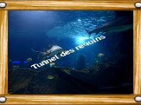 Tunnel des requins  Marineland - Parc d'attractions aquatiques - Antibes - Août 2014