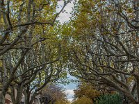 Aups 17 11 2019 42  Aups - 83 - 17 novembre 2019