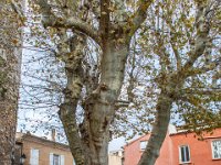 Aups 17 11 2019 52  Aups - 83 - 17 novembre 2019