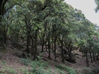 Monastere de la Verne Collobrieres 01062018 59  Collobrières - Monastère de la Verne - 01 juin 2018.