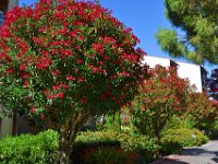 DSC0018  Allée de lauriers roses - 23 juin 2015