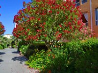 DSC0024  Flore du Lagon Bleu - 23 juin 2015