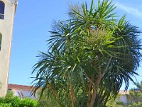 DSC0031  Flore du Lagon Bleu - 23 juin 2015