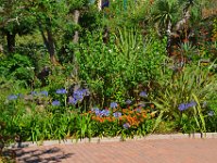 DSC0066  La flore du lagon Bleu - 23 juin 2015