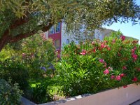 DSC0068  La flore du lagon Bleu - 23 juin 2015
