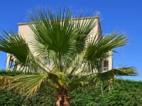 DSC0090  Flore du Lagon Bleu - 23 juin 2015
