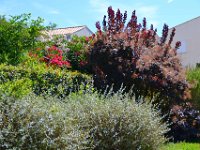 DSC0124  Flore du Lagon Bleu - 23 juin 2015