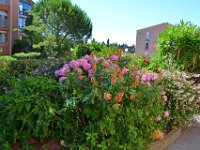 DSC0129  Flore du Lagon Bleu - 23 juin 2015