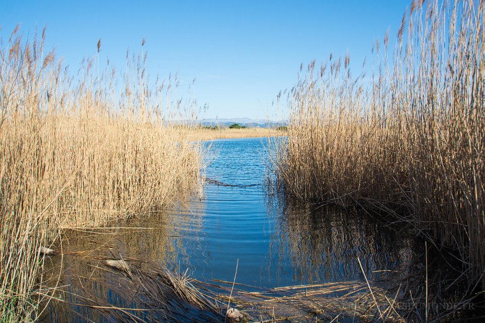 Etangs de Villepey 03122017 13.jpg - Fréjus (83) - Les étangs de Villepey - 03 décembre 2017.