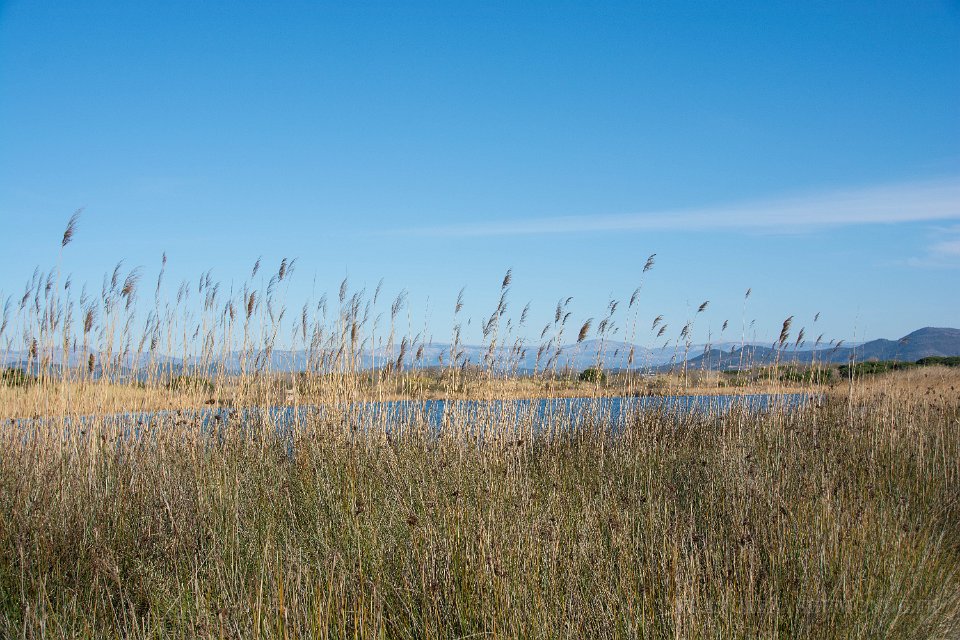 Etangs de Villepey 03122017 14.jpg - Fréjus (83) - Les étangs de Villepey - 03 décembre 2017.