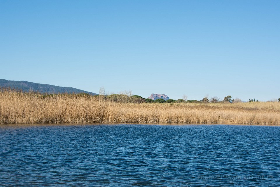 Etangs de Villepey 03122017 15.jpg - Fréjus (83) - Les étangs de Villepey - 03 décembre 2017.