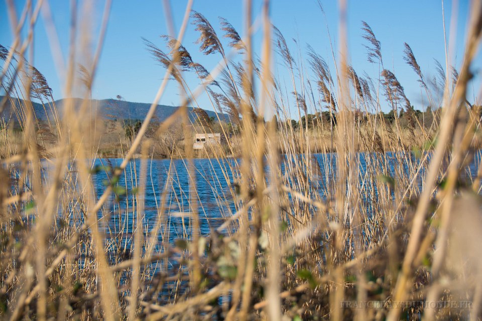 Etangs de Villepey 03122017 34.jpg - Fréjus (83) - Les étangs de Villepey - 03 décembre 2017.