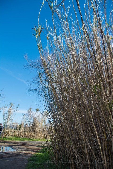 Etangs de Villepey 03122017 4.jpg - Fréjus (83) - Les étangs de Villepey - 03 décembre 2017.