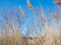 Etangs de Villepey 03122017 11  Fréjus (83) - Les étangs de Villepey - 03 décembre 2017.