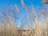 Etangs de Villepey 03122017 11