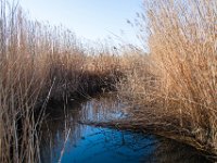 Etangs de Villepey 03122017 12  Fréjus (83) - Les étangs de Villepey - 03 décembre 2017.