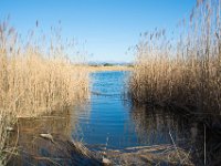 Etangs de Villepey 03122017 13  Fréjus (83) - Les étangs de Villepey - 03 décembre 2017.