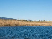 Etangs de Villepey 03122017 15  Fréjus (83) - Les étangs de Villepey - 03 décembre 2017.