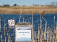 Etangs de Villepey 03122017 22  Fréjus (83) - Les étangs de Villepey - 03 décembre 2017.