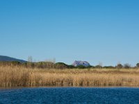 Etangs de Villepey 03122017 23  Fréjus (83) - Les étangs de Villepey - 03 décembre 2017.