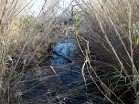 Etangs de Villepey 03122017 3  Fréjus (83) - Les étangs de Villepey - 03 décembre 2017.