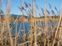 Etangs de Villepey 03122017 34  Fréjus (83) - Les étangs de Villepey - 03 décembre 2017.