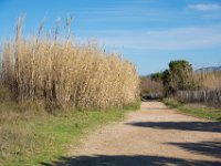 Etangs de Villepey 03122017 35  Fréjus (83) - Les étangs de Villepey - 03 décembre 2017.