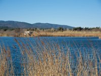Etangs de Villepey 03122017 36  Fréjus (83) - Les étangs de Villepey - 03 décembre 2017.