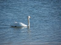 Etangs de Villepey 03122017 37  Fréjus (83) - Les étangs de Villepey - 03 décembre 2017.