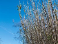 Etangs de Villepey 03122017 4  Fréjus (83) - Les étangs de Villepey - 03 décembre 2017.