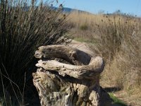 Etangs de Villepey 03122017 40  Fréjus (83) - Les étangs de Villepey - 03 décembre 2017.