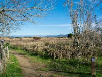 Etangs de Villepey 03122017 5  Fréjus (83) - Les étangs de Villepey - 03 décembre 2017.