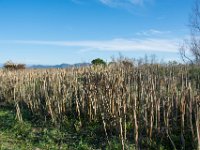 Etangs de Villepey 03122017 6  Fréjus (83) - Les étangs de Villepey - 03 décembre 2017.