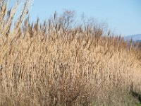 Etangs de Villepey 03122017 8  Fréjus (83) - Les étangs de Villepey - 03 décembre 2017.