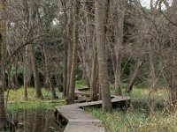 Etang Villepey 03 fevrier 2019 15  Fréjus (83) - Etangs de Villepey - 03 février 2019