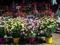 sans titre0084  Fête des plantes - 31 mars 1er & 2 avril 2017.Fête des plantes - 31 mars 1er & 2 avril 2017.