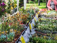 sans titre0085  Fête des plantes - 31 mars 1er & 2 avril 2017.Fête des plantes - 31 mars 1er & 2 avril 2017.
