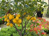 sans titre0087  Fête des plantes - 31 mars 1er & 2 avril 2017.