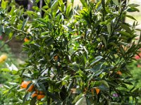 sans titre0088  Fête des plantes - 31 mars 1er & 2 avril 2017.