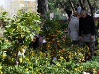 sans titre0089  Fête des plantes - 31 mars 1er & 2 avril 2017.