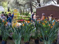 sans titre0106  Fête des plantes - 31 mars 1er & 2 avril 2017.