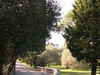 DSCN2856  La végétation du parc.