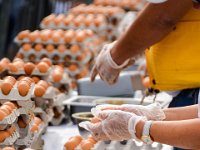 omelette geante 27  Fréjus (83) - L'omelette géante - 10 septembre 2017.