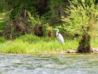 La Malene vers Peyre 26  La Malene vers Peyre (12) Gorges du Tarn - Mai 2019