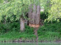 La Malene vers Peyre 8  La Malene vers Peyre (12) Gorges du Tarn - Mai 2019