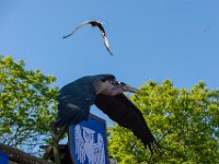 Bal des oiseaux fantomes 1  Puy du Fou (85) - Bal des oiseaux fantomes - Mai 2019
