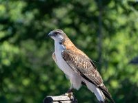 Bal des oiseaux fantomes 13  Puy du Fou (85) - Bal des oiseaux fantomes - Mai 2019